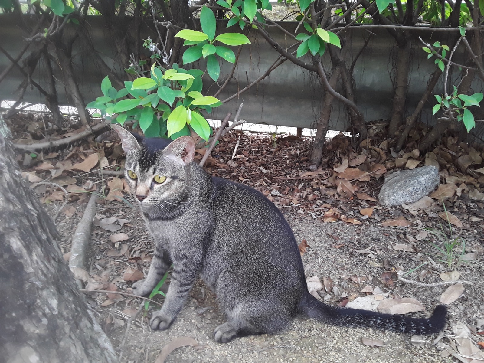 A cat sitting down.